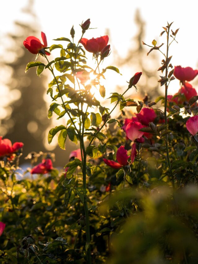 damask rose