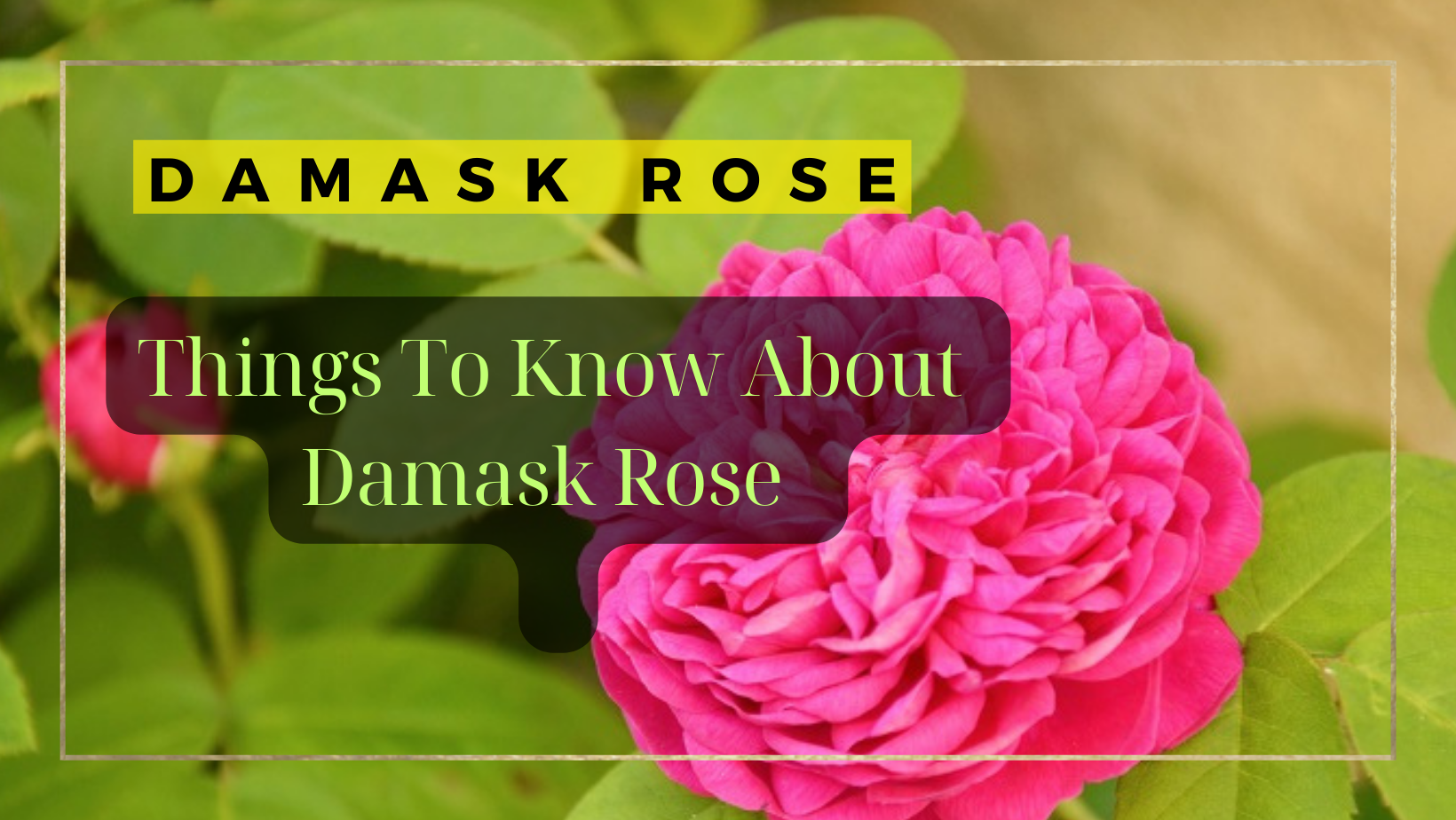 damask rose