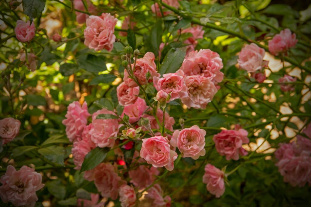 Damask Rose Benefits 